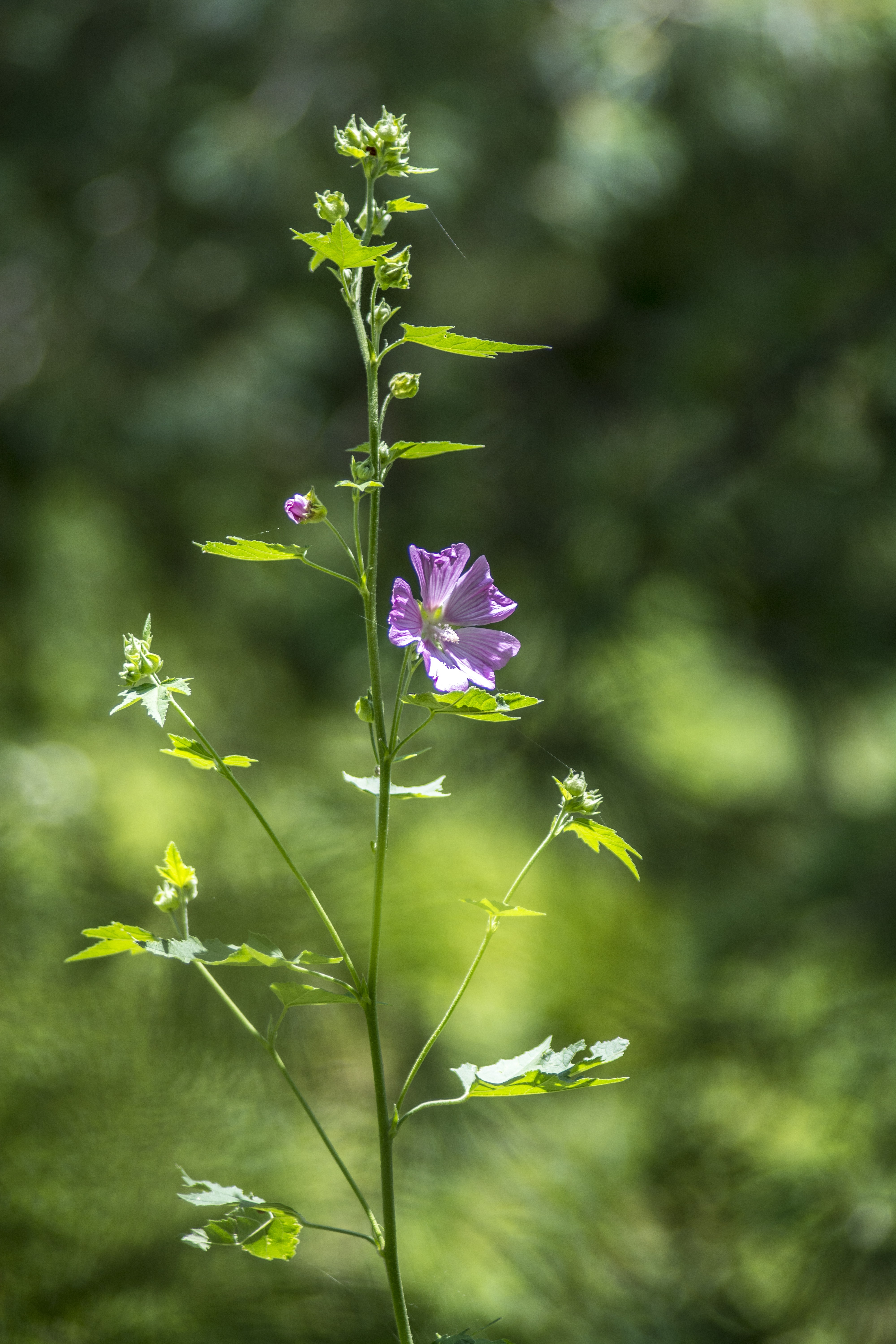 A flower