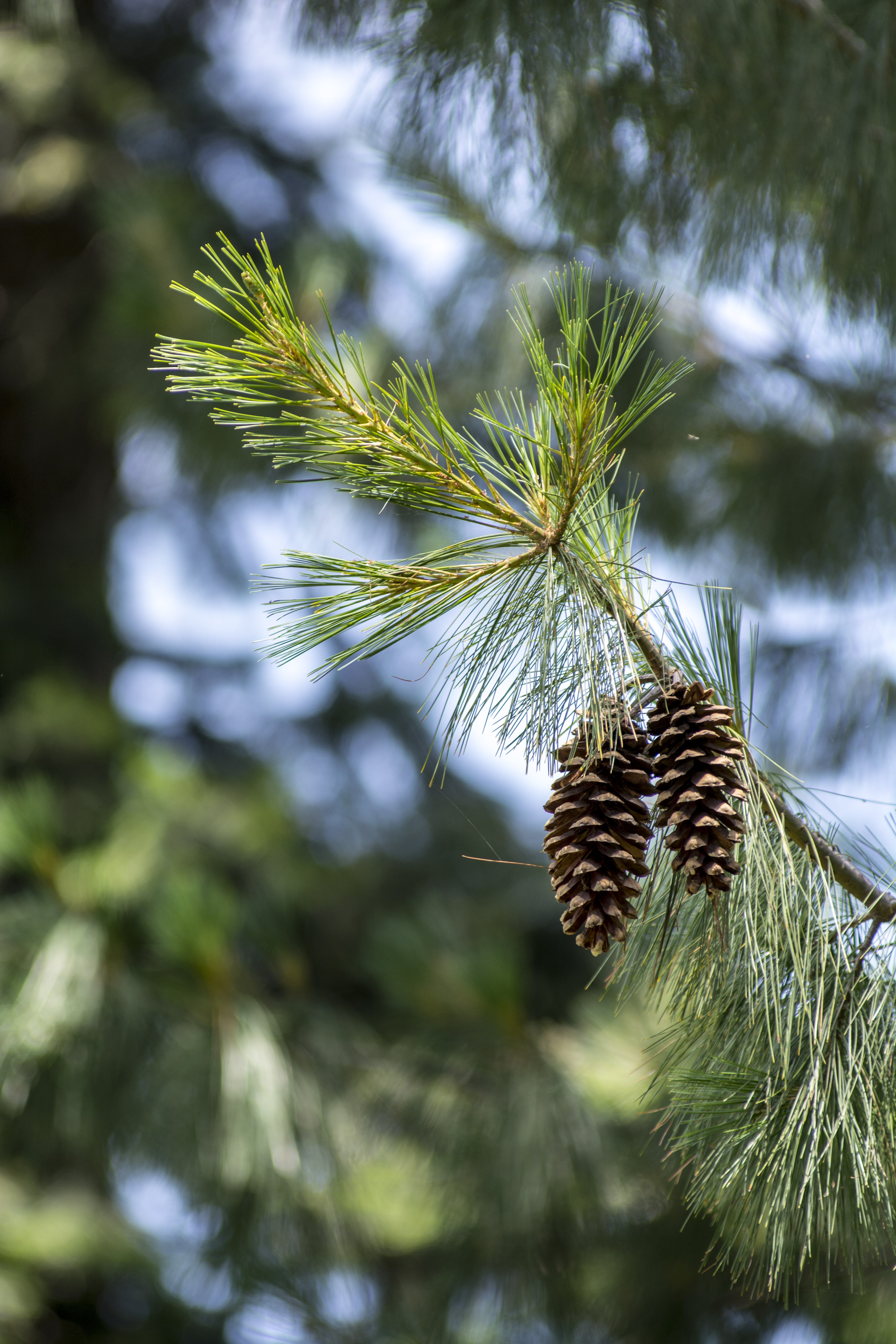 A pine tree