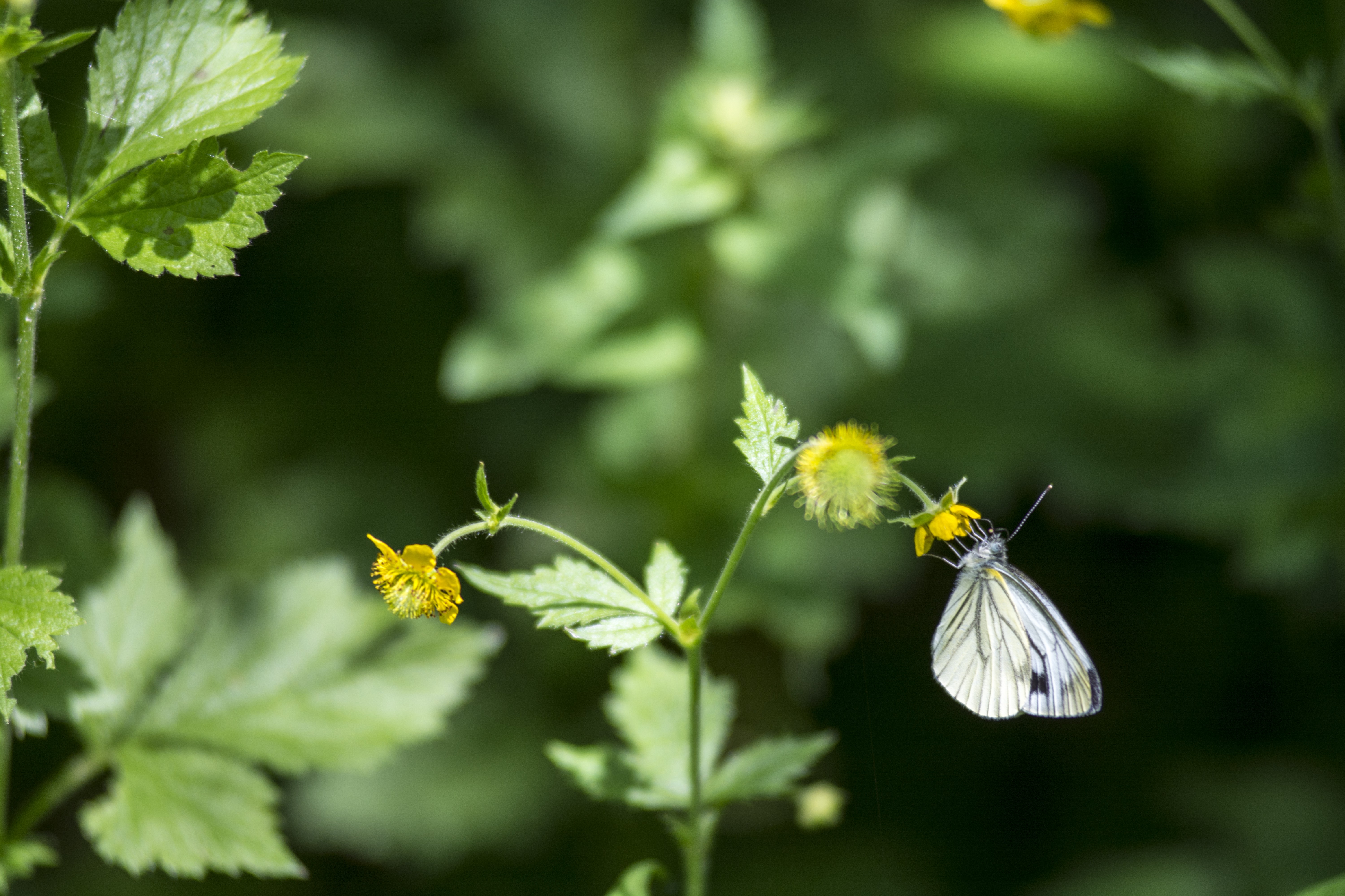 A butterfly