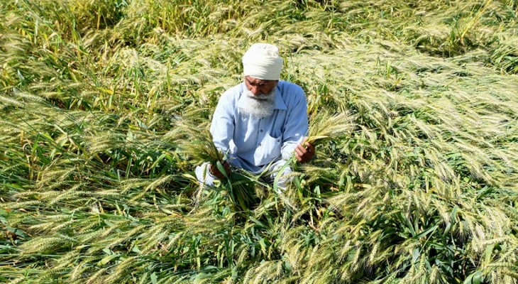Rabi season 2023-24 promises a bumper harvest-INP