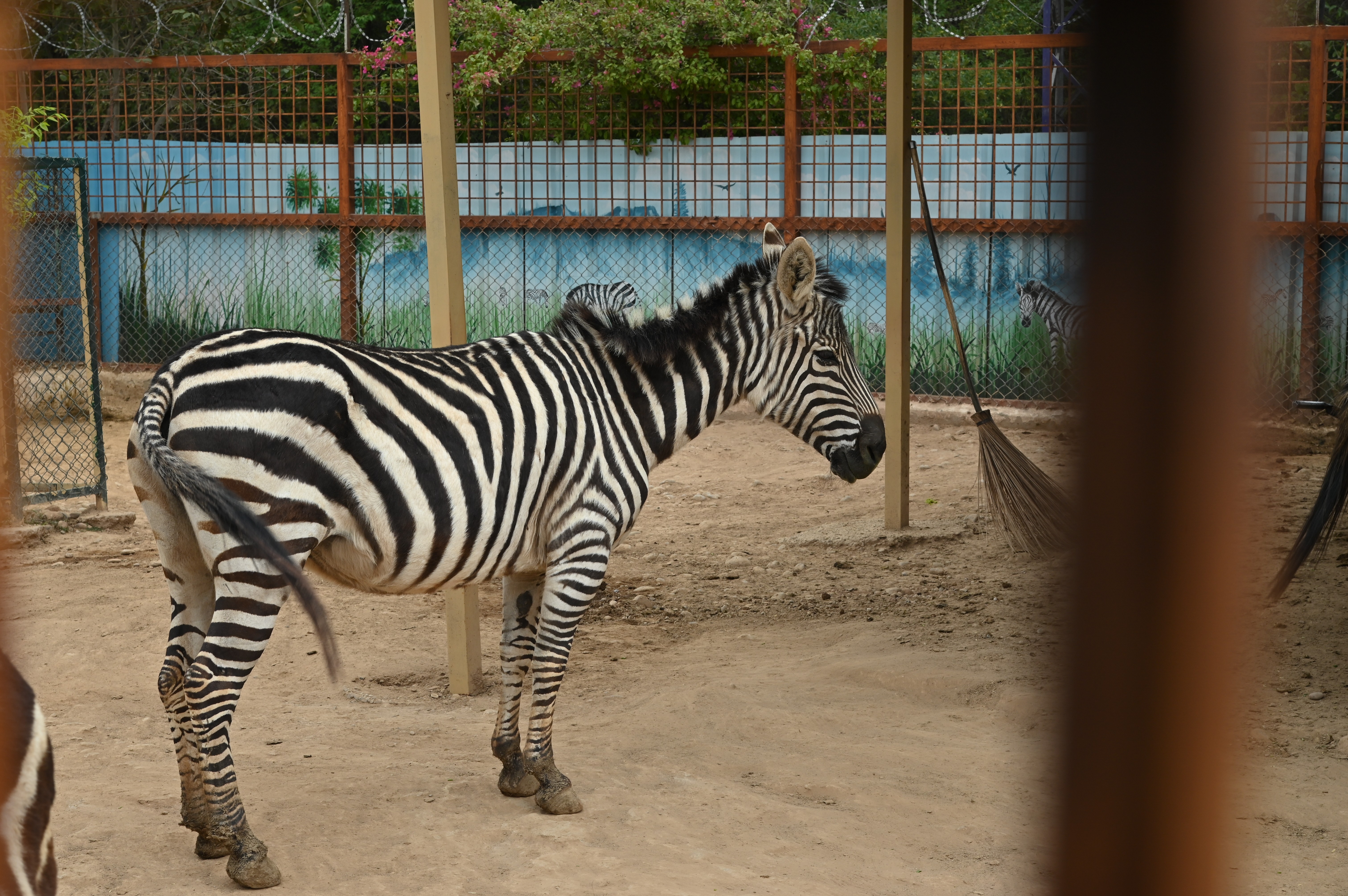 A Zebra