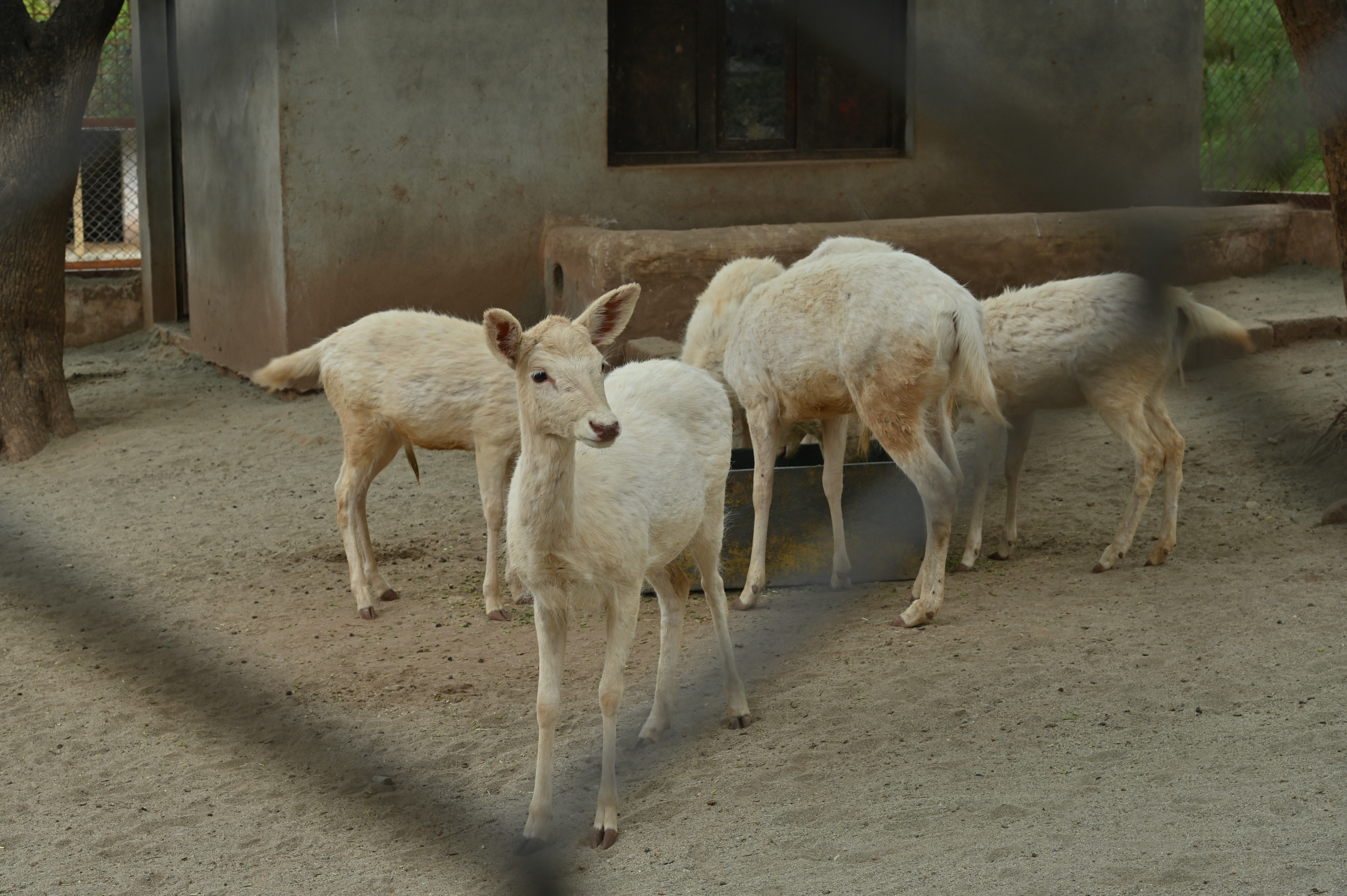 Deer in the zoo