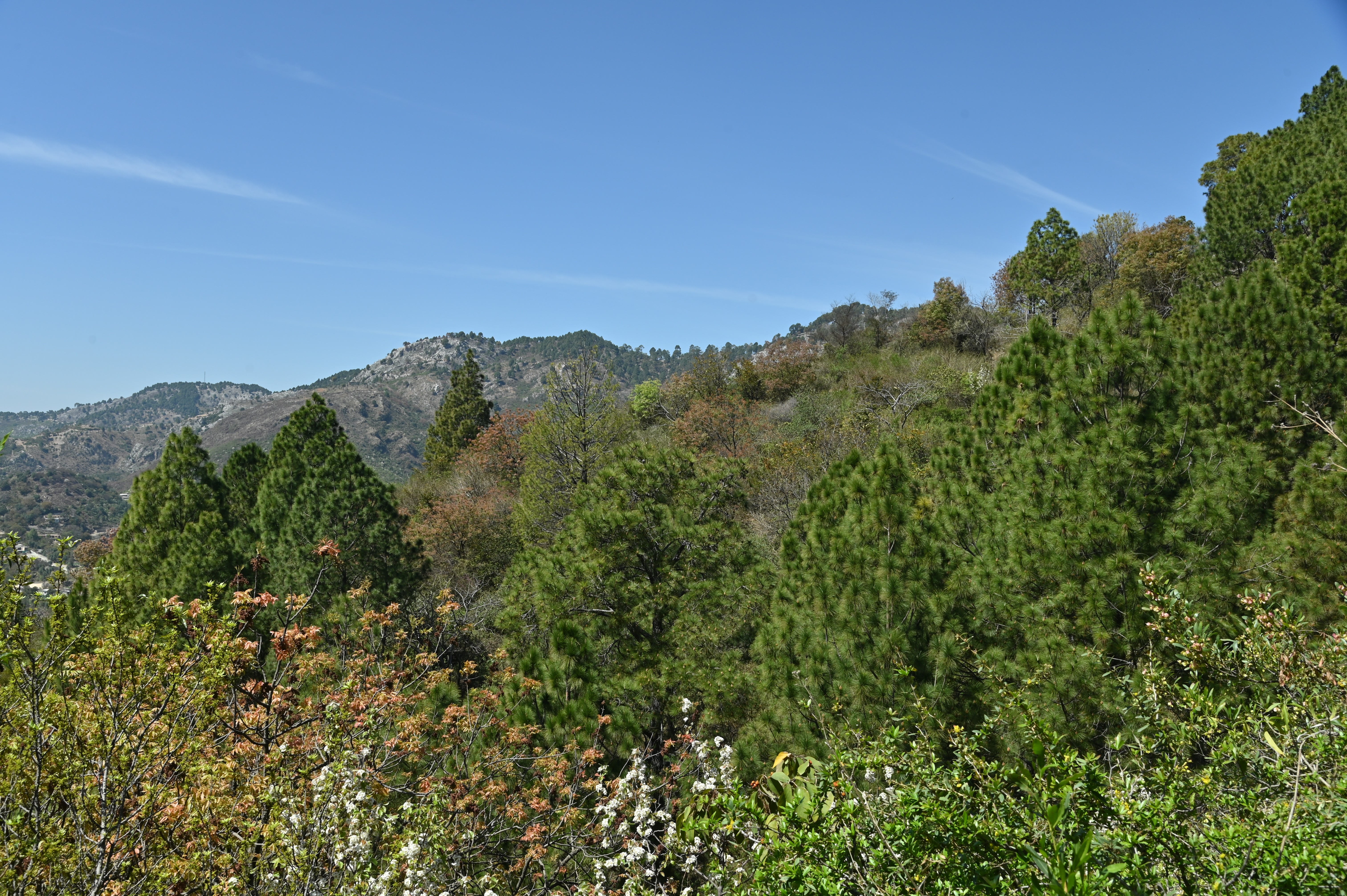 The lush green trees on the Margalla hills