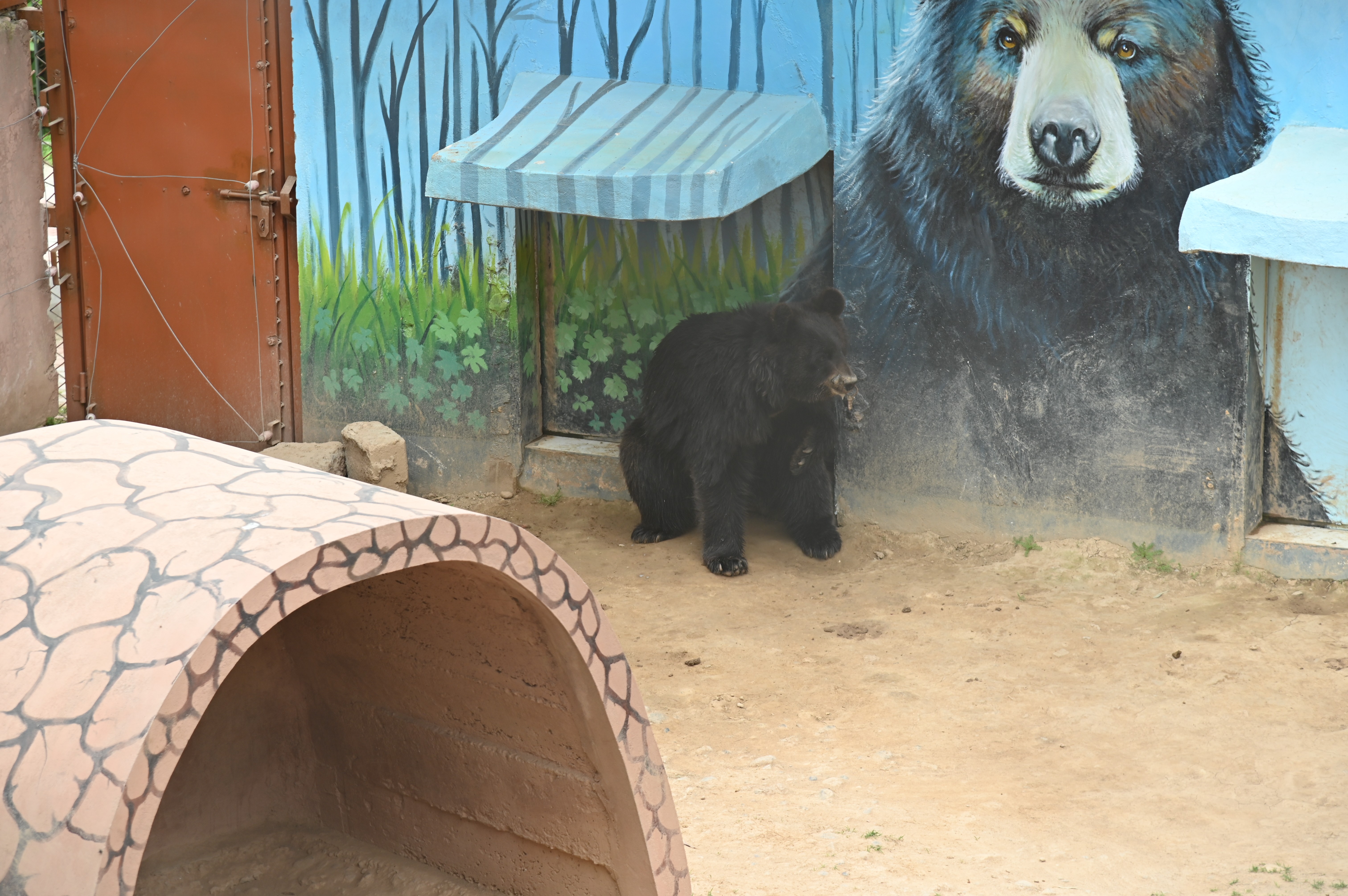 The Black bear in zoo