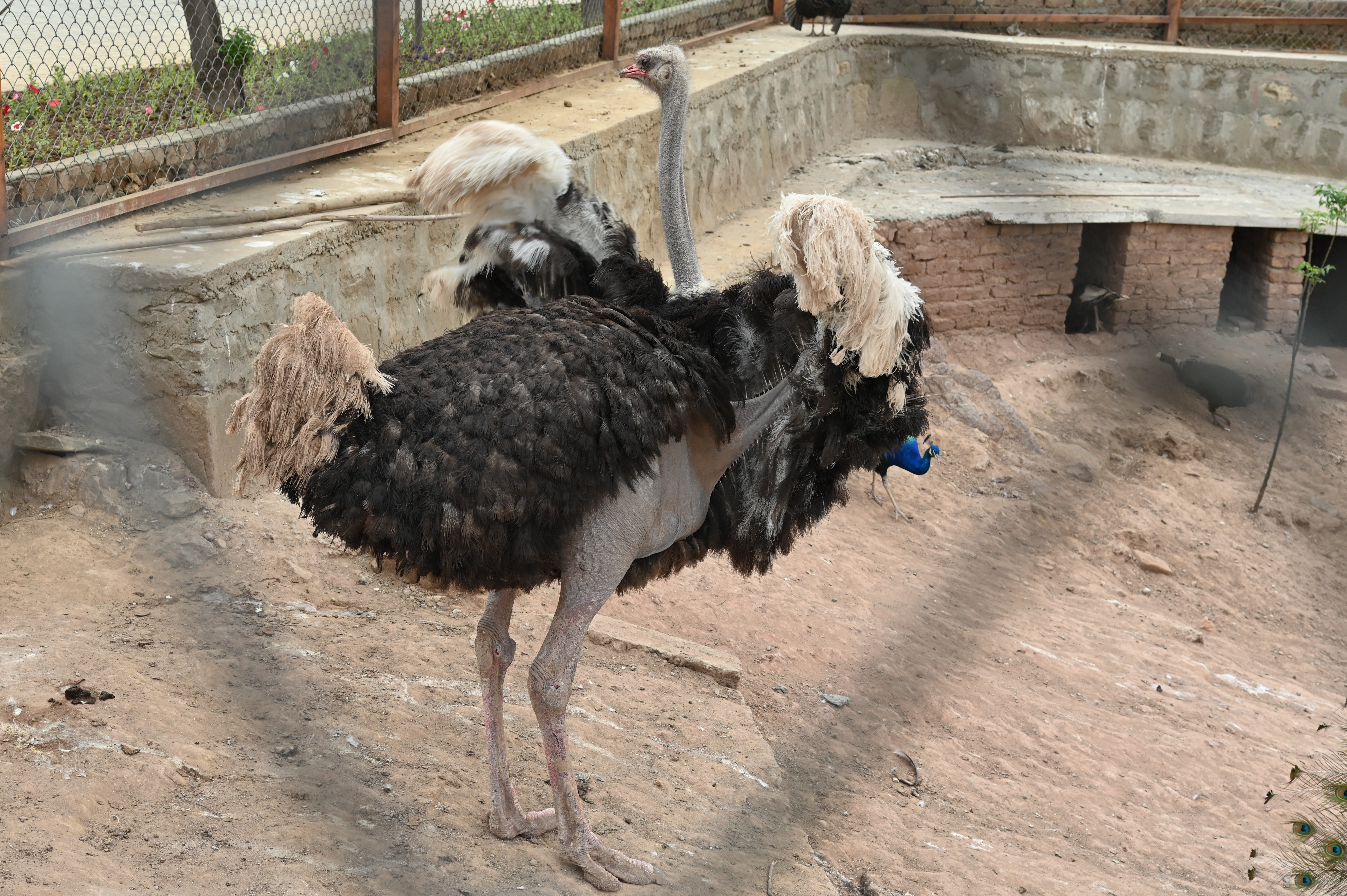 An ostrich