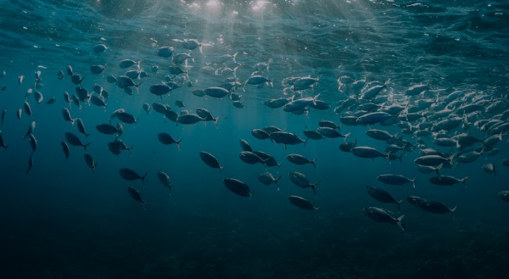 Experts advocate sustainable maritime governance for blue economy ...
