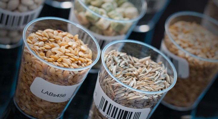 Modified Seeds Development of genetically modified seeds a boon for farmers-INP