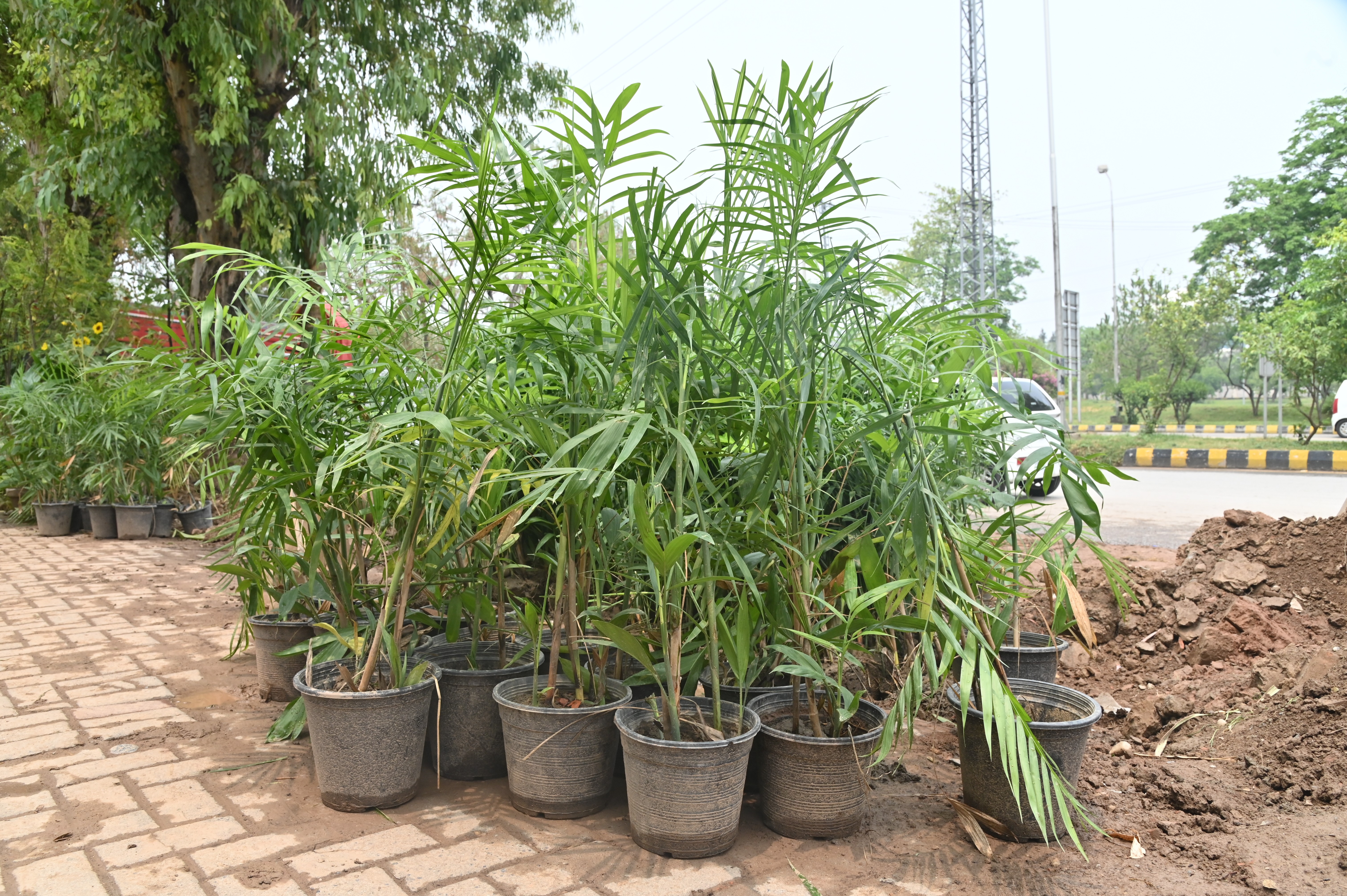 Parlour palm in the plant nursery
