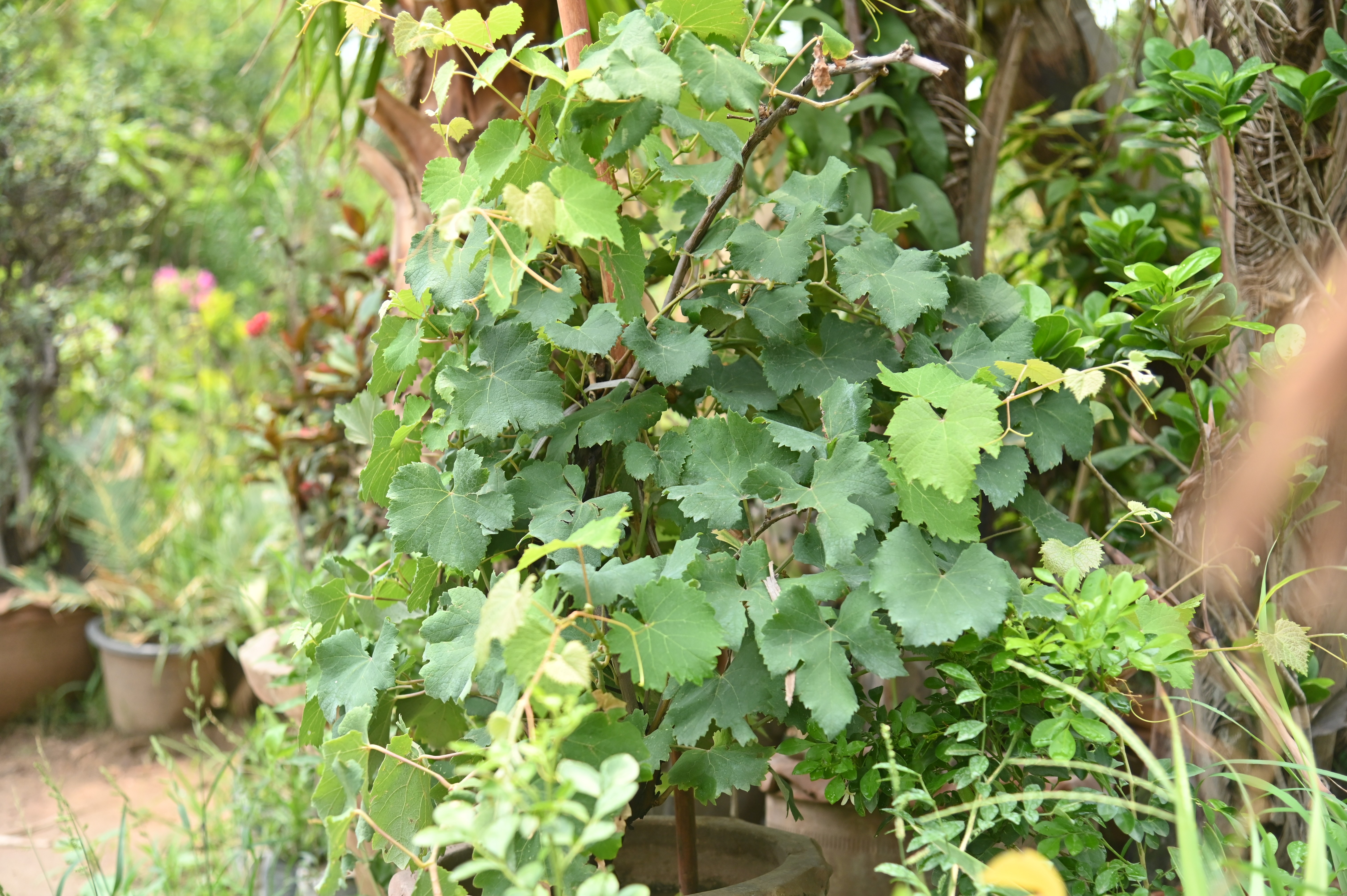 Grape Vine in the nursery