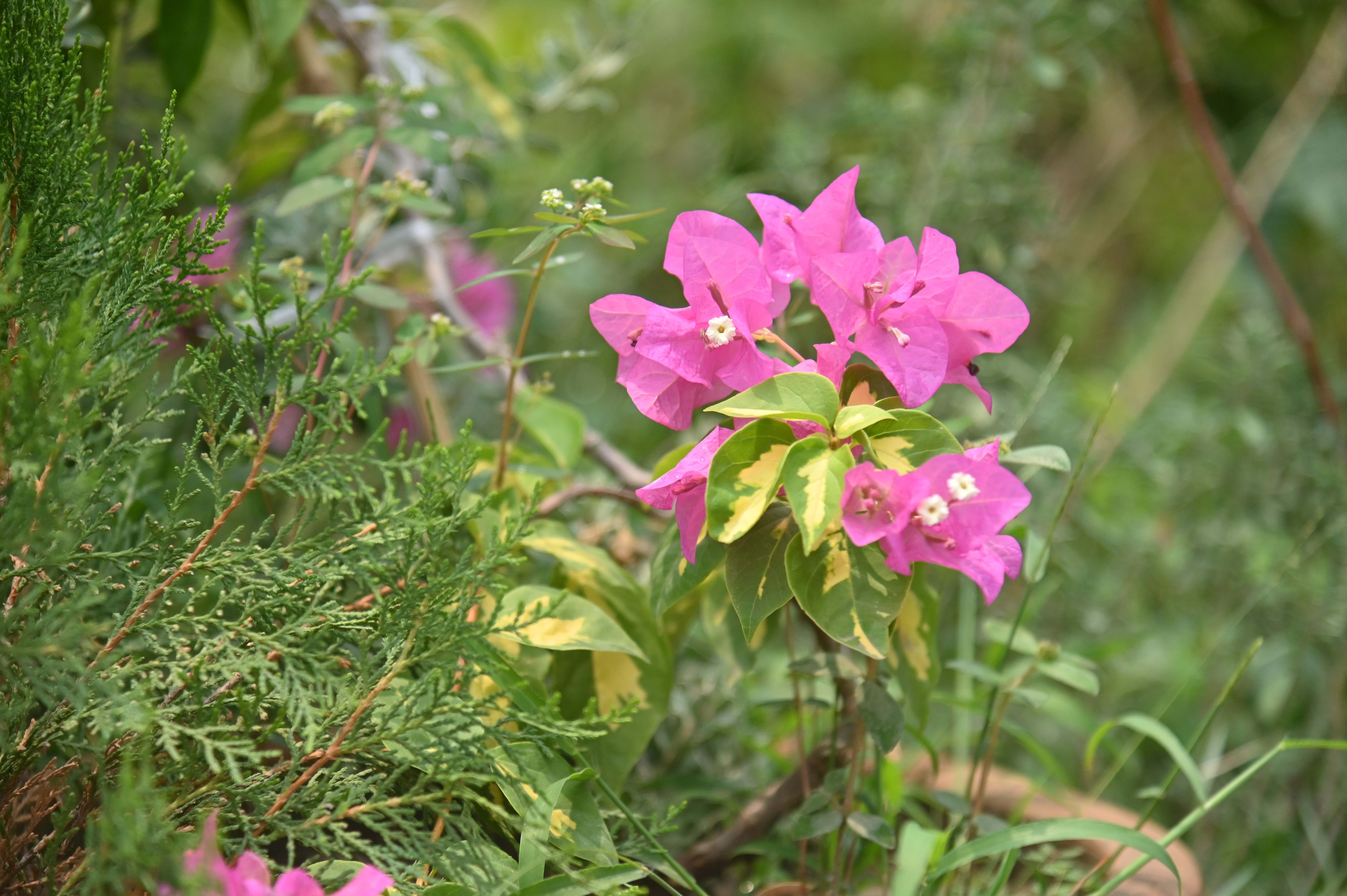 Bougainvillea plant in a nursery