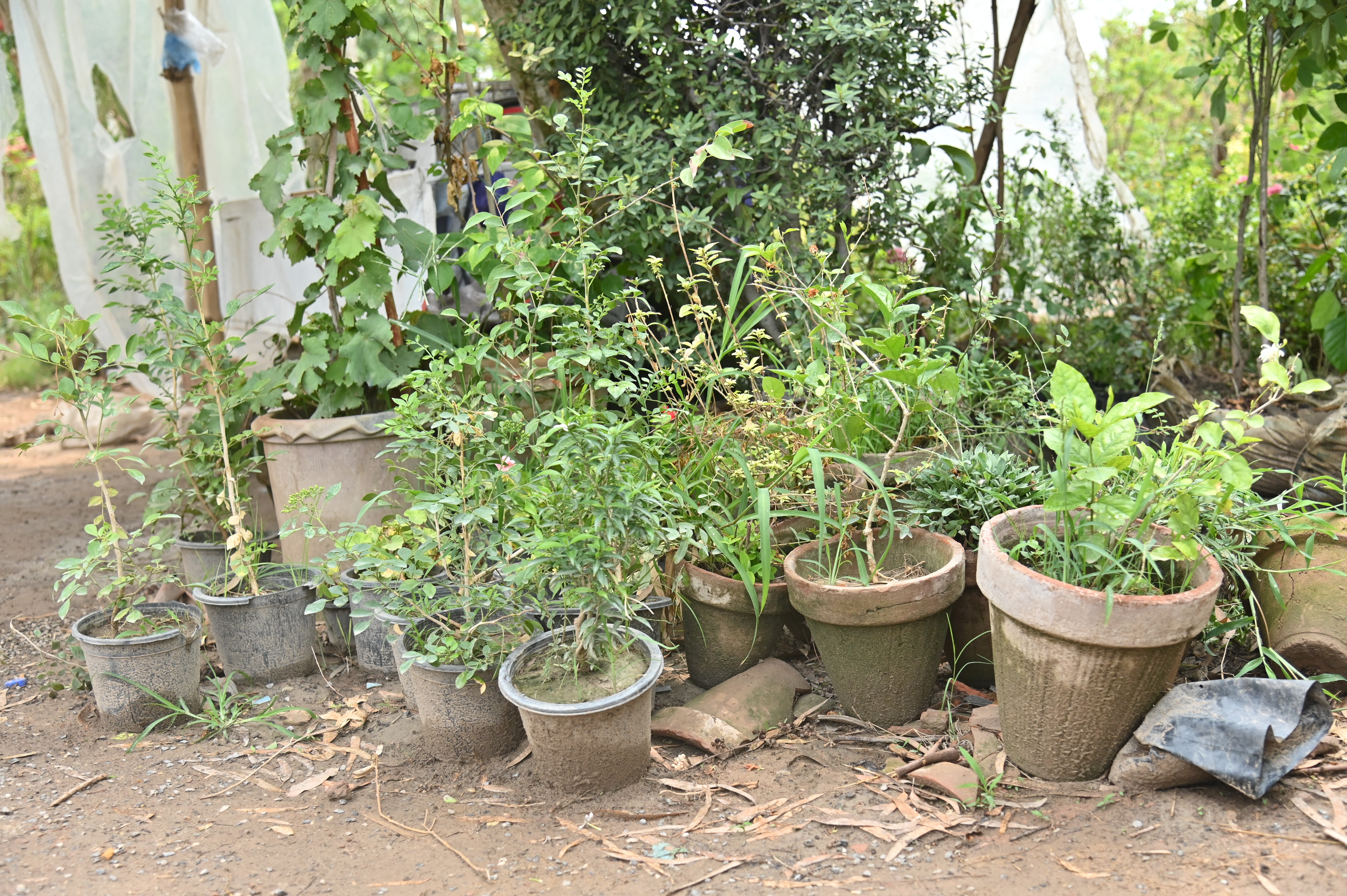 Lush green plants in the nursery