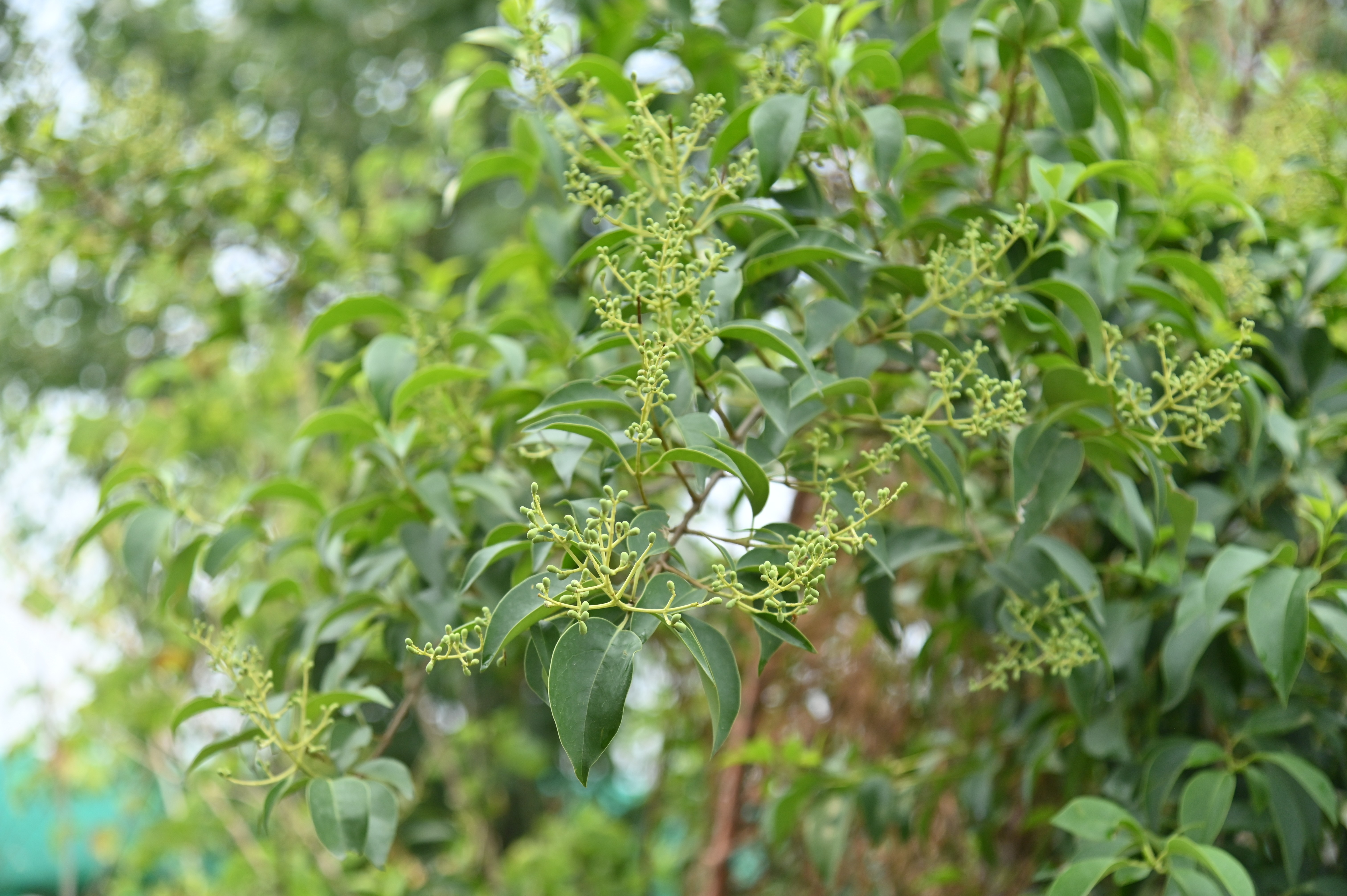 Lush green plants in the nursery