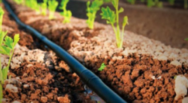 Drip irrigation a solution to agri water scarcity in Punjab-INP