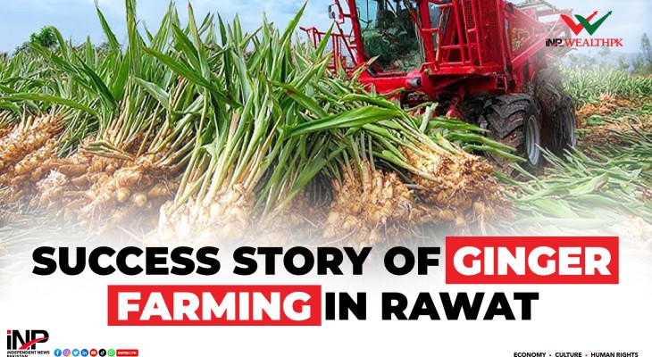 Success Story of Ginger Farming in Rawat