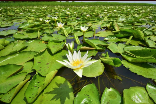 A dragonfly lands on a water lily flower in a pond in Morigaon district of India&#39;s northeastern state of Assam, Aug. 22, 2022. (Str/Xinhua)