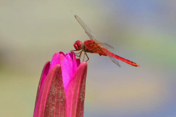 A dragonfly lands on a water lily flower in a pond in Morigaon district of India&#39;s northeastern state of Assam, Aug. 22, 2022. (Str/Xinhua)■
