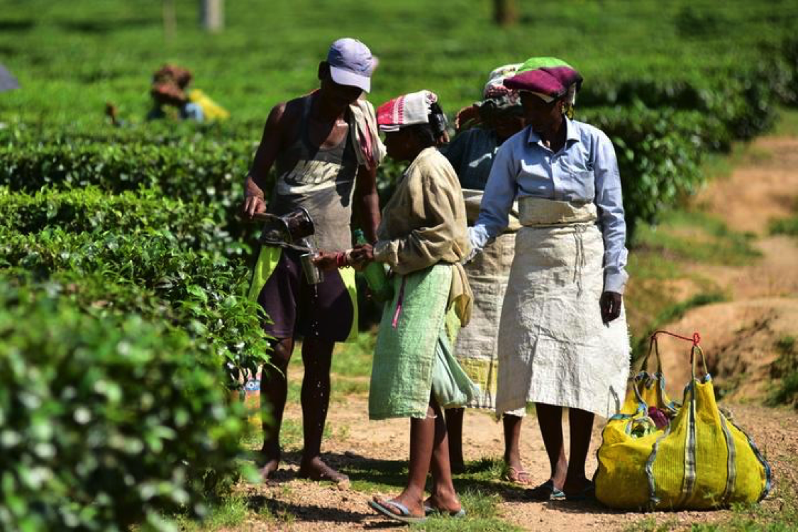 Workers drink water during a break from work at Kondoli tea garden in Nagaon district of India&#39;s northeastern state of Assam, Aug. 24, 2022. (Str/Xinhua)