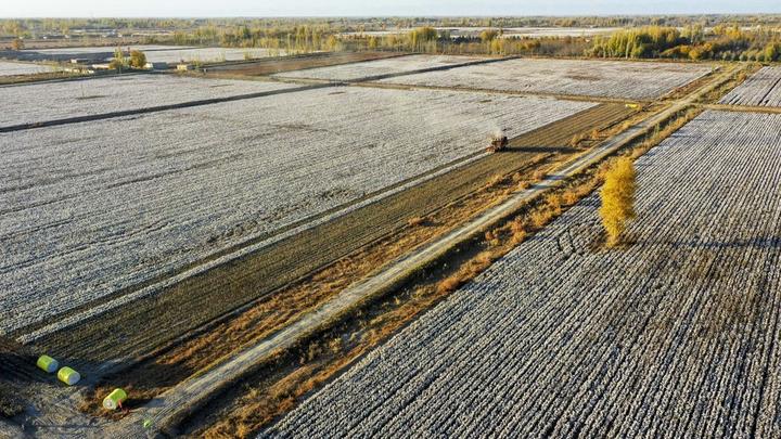 Xinjiang,cotton,harvest 1.jpg