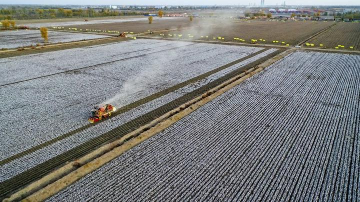 Xinjiang,cotton,harvest 2.jpg