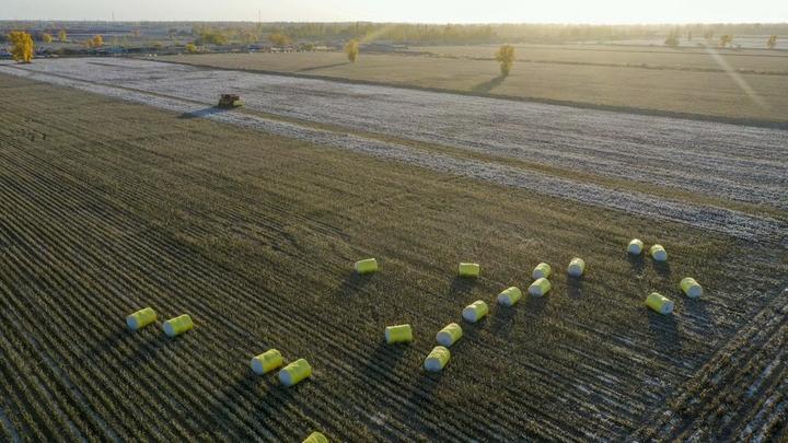 Xinjiang,cotton,harvest 4.jpg