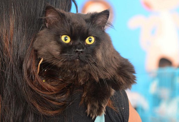 India-Pet Show 5.jpg