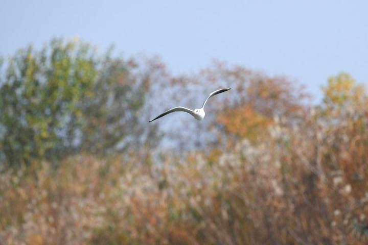Hefei,wetland,ecology 1.jpg