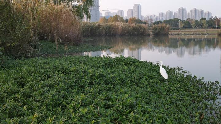 Hefei,wetland,ecology 2.jpg