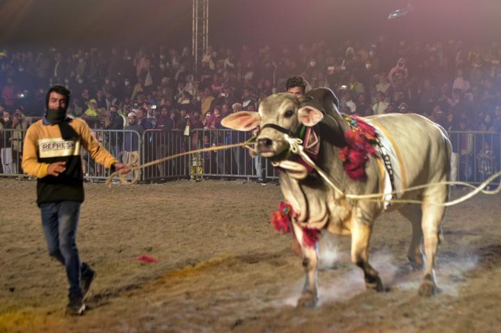 Bangladesh-Cattle Show 1.jpg