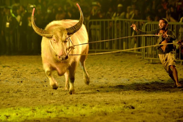 Bangladesh-Cattle Show 2.jpg