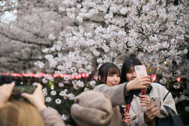 Japan-Cherry Blossom 1.jpg