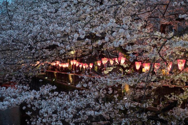 Japan-Cherry Blossom 5.jpg