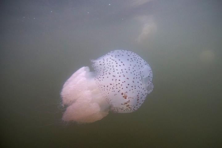 Indonesia-Jellyfish 3.jpg