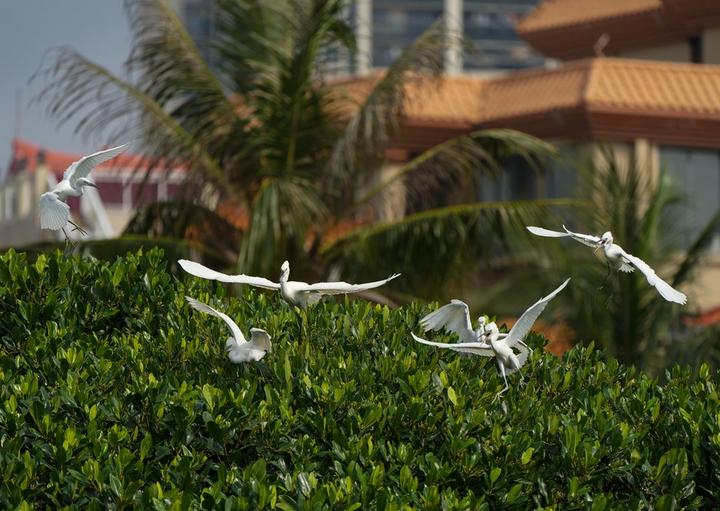 mangrove forest 2.jpg