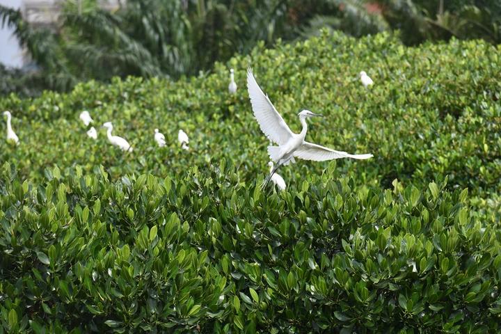 mangrove forest 3.jpg