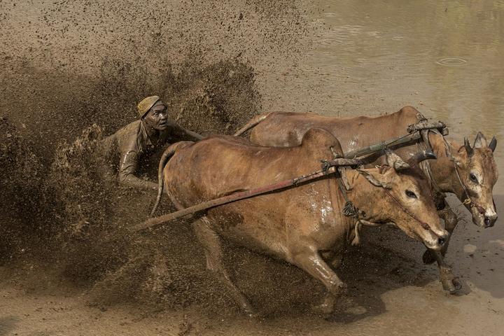 Indonesia-Bull Race 1.jpeg