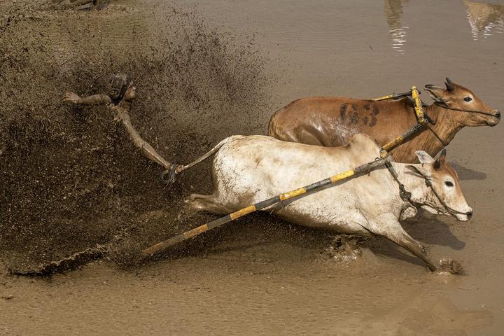 Indonesia-Bull Race 2.jpeg