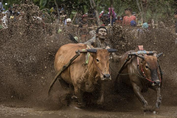 Indonesia-Bull Race 3.jpeg