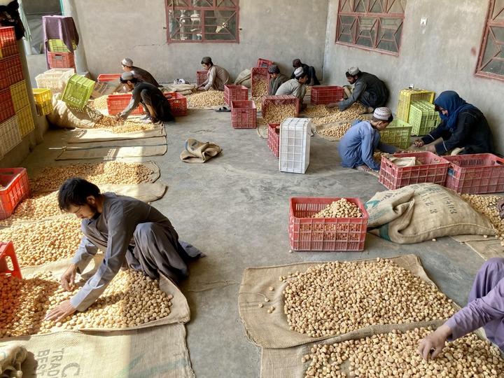 Afghanistan-Dried Apricots 1.jpeg