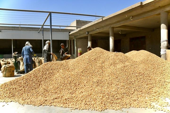 Afghanistan-Dried Apricots 2.jpeg