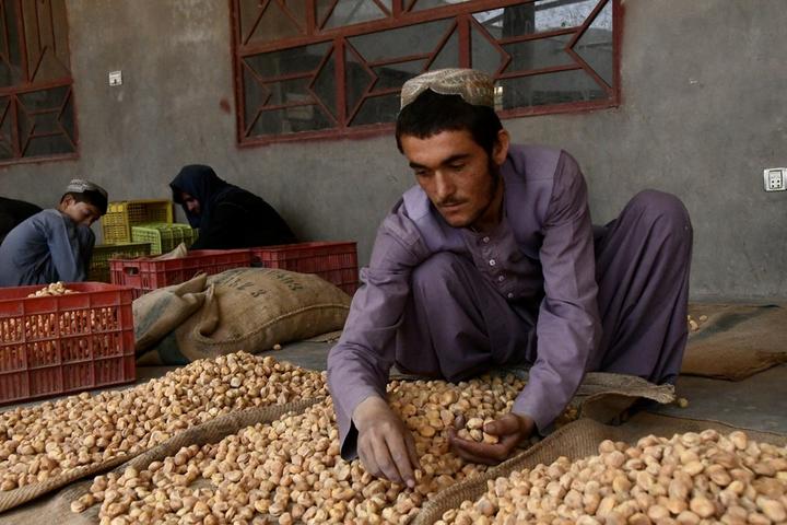 Afghanistan-Dried Apricots 4.jpeg