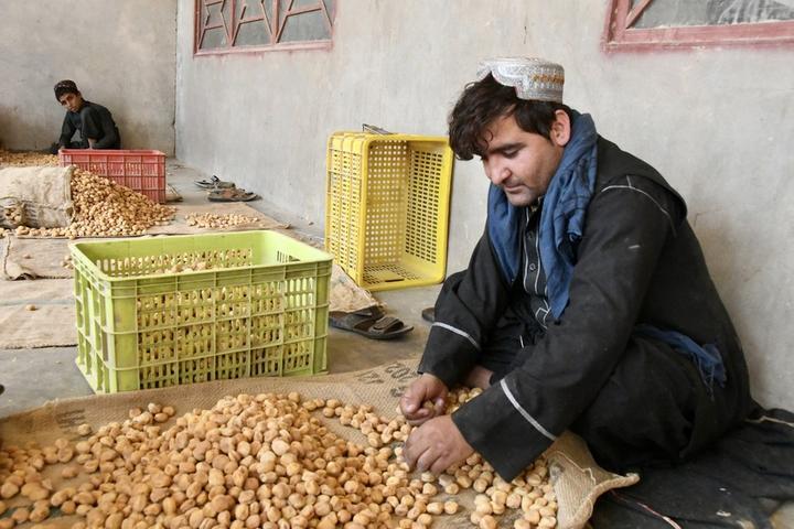 Afghanistan-Dried Apricots 5.jpeg
