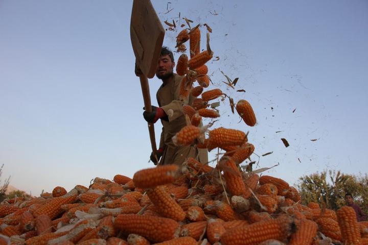 Afghanistan-Corn 1.jpeg