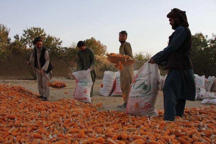 Afghanistan-Corn 2.jpeg