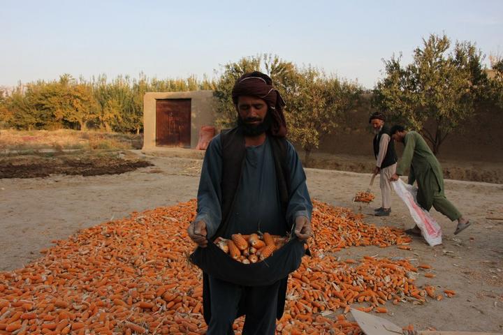 Afghanistan-Corn 3.jpeg