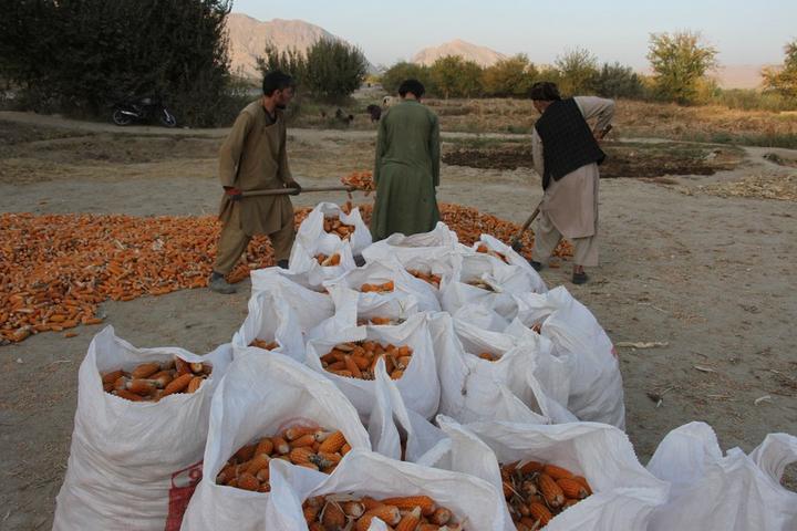 Afghanistan-Corn 4.jpeg