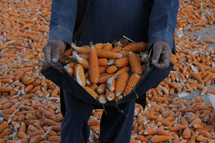 Afghanistan-Corn 5.jpeg
