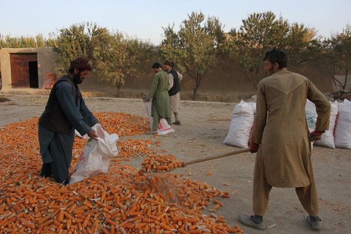 Afghanistan-Corn 6.jpeg