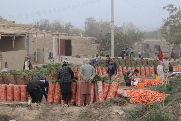 Afghanistan-Carrots 1.jpeg