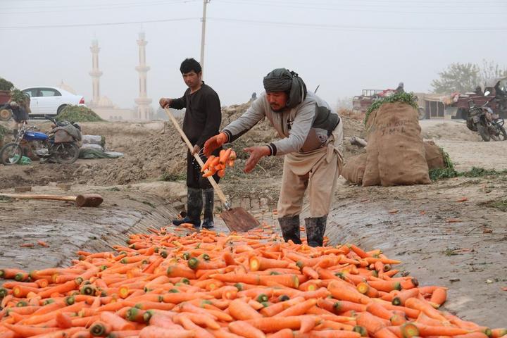 Afghanistan-Carrots 2.jpeg