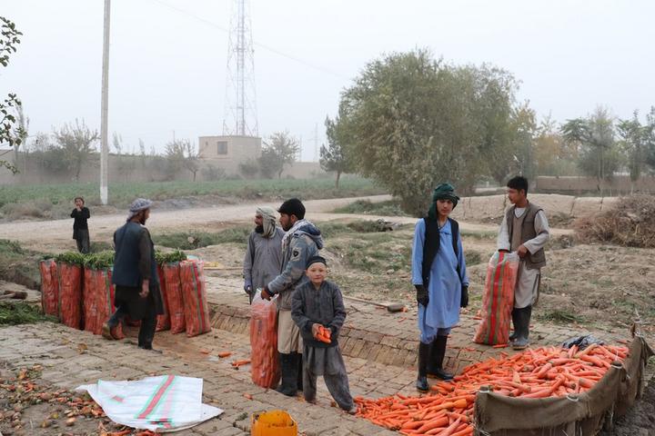 Afghanistan-Carrots 3.jpeg